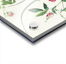 Seaside Finch Acrylic print