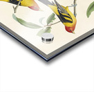 Louisiana Tanager and Scarlet Tanager Acrylic print