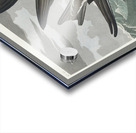 Fork-tailed Petrel Acrylic print