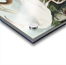 White Ibis Acrylic print