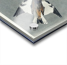 Snow Bunting Acrylic print