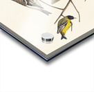 Arkansaw Siskin Mealy Red-poll Louisiana Tanager Townsends Bunting and Buff-breasted Finch Acrylic print