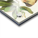 Mangrove Cuckoo Acrylic print