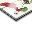 Summer Red Bird Acrylic print