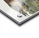 Pin-Tailed Duck Acrylic print