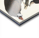 Turkey Buzzard Acrylic print