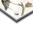 Passenger Pigeon Acrylic print