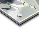 Smew or White Nun Acrylic print