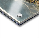 Rock Grous Acrylic print