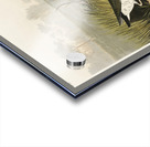 Spotted Sandpiper Acrylic print