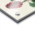 Bonapartes Flycatcher Acrylic print