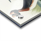 Horned Grebe Acrylic print