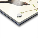 Prairie Starling Acrylic print