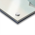 Sanderling Acrylic print