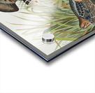 Sanderling Acrylic print