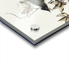 Pewit Flycatcher Acrylic print