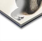 The Bird of Washington or Great American Sea Eagle Acrylic print