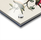 Painted Finch Acrylic print