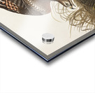 Winter Hawk Acrylic print