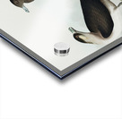 Richardsons Jager Acrylic print