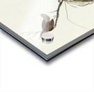 Marsh Wren Acrylic print