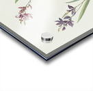 Field Sparrow Acrylic print