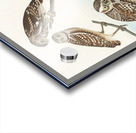 Burrowing Owl Large-Headed Burrowing Owl Little Night Owl Columbian Owl and Short-cared Owl Acrylic print