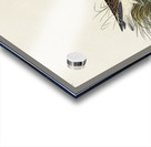 Wilsons Phalarope Acrylic print