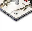 Ivory-billed Woodpecker Acrylic print