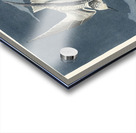 Lesser Tern Acrylic print