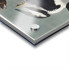 Golden-eye Duck Acrylic print