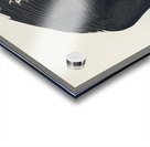 Black Backed Gull Acrylic print