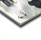 Black Guillemot Acrylic print