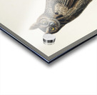 Great Horned Owl Acrylic print