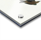 Pine Creeping Warbler Acrylic print