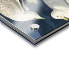 White-winged silvery Gull Acrylic print