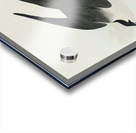 Arctic Yager Acrylic print