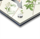 Towee Bunting Acrylic print