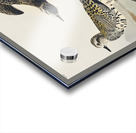 Golden Plover Acrylic print