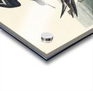 Hyperborean phalarope Impression Acrylique