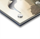 Blue Crane or Heron Acrylic print