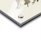 Song Sparrow Acrylic print