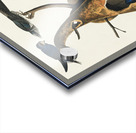 Purple Martin Acrylic print