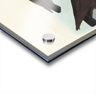 White-legged Oyster-catcher or Slender-billed Oyster-catcher Acrylic print