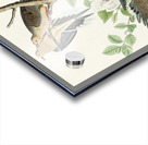 Carolina Pigeon Acrylic print