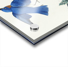 Blue-bird Acrylic print