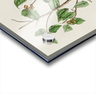 Tennessee Warbler Acrylic print