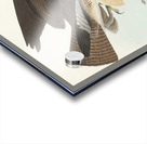 Common Buzzard Acrylic print