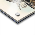 Black-bellied Plover Acrylic print