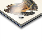 Marsh Hawk Acrylic print